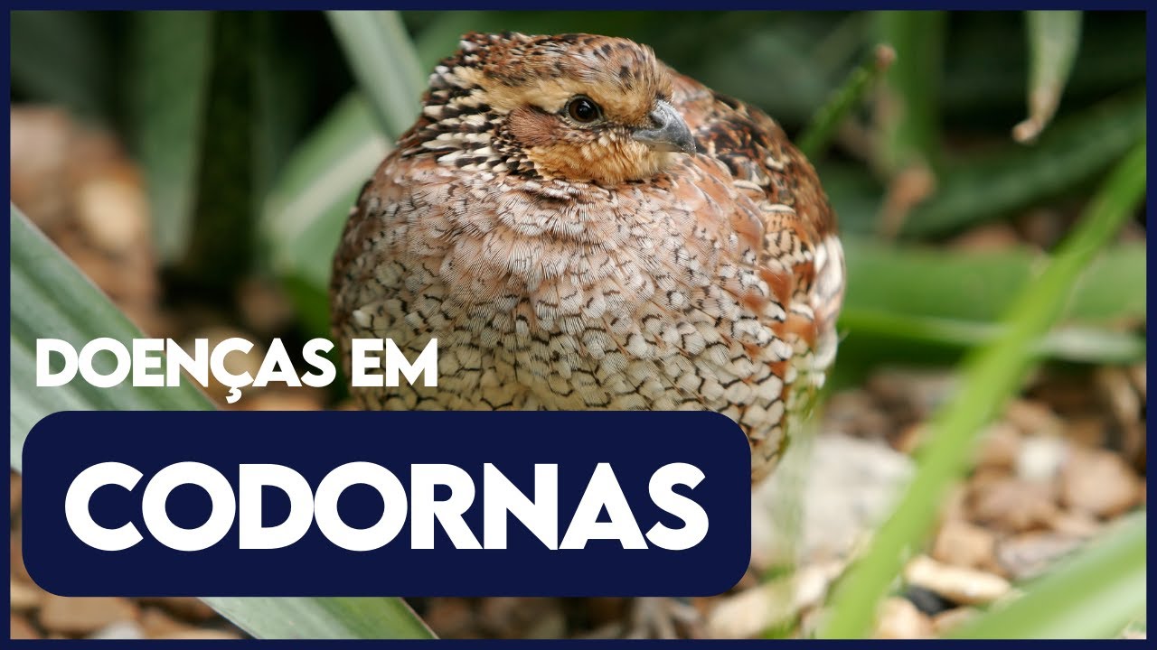 Como evitar que minhas CODORNAS ADOEÇAM.
