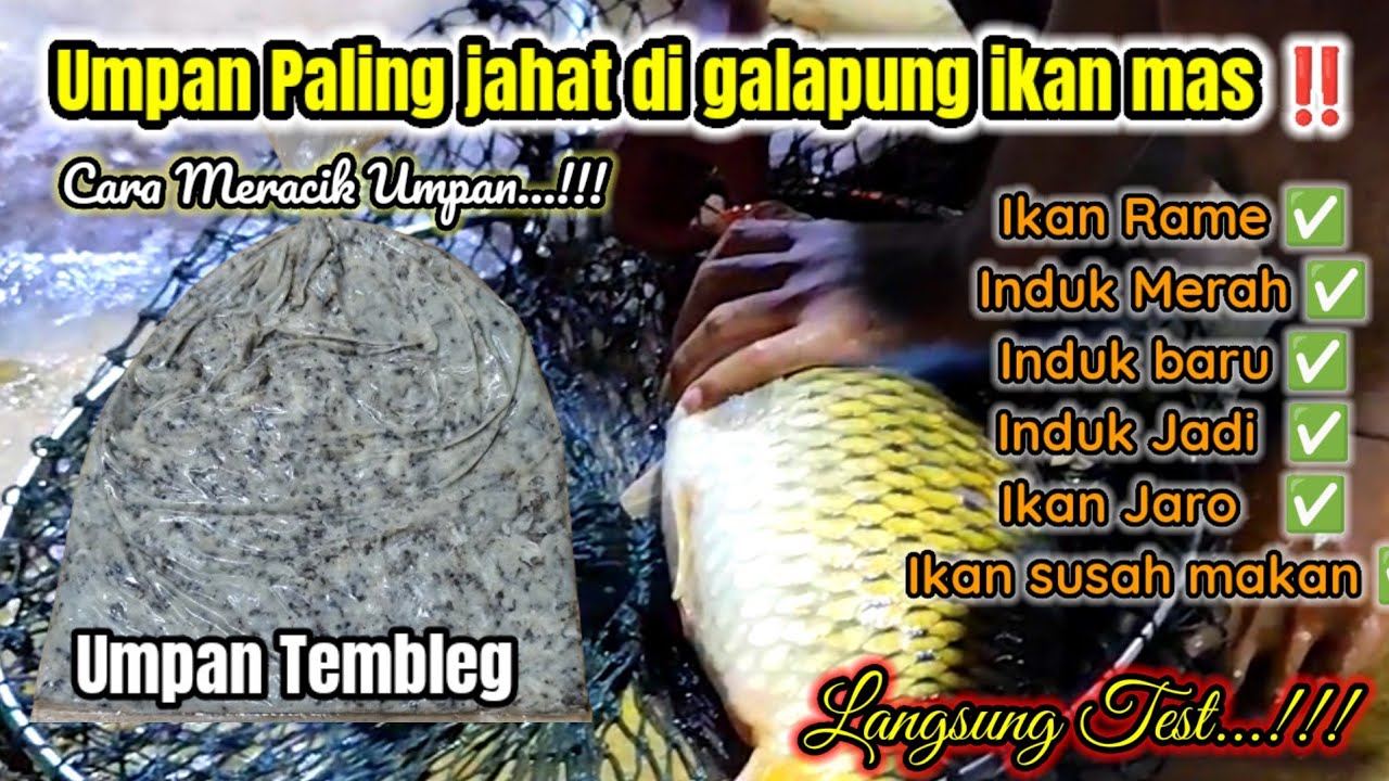 Tembleg!!! umpan paling sadis buat galapung ikan mas🔥 #galapungikanmas #umpangalapung