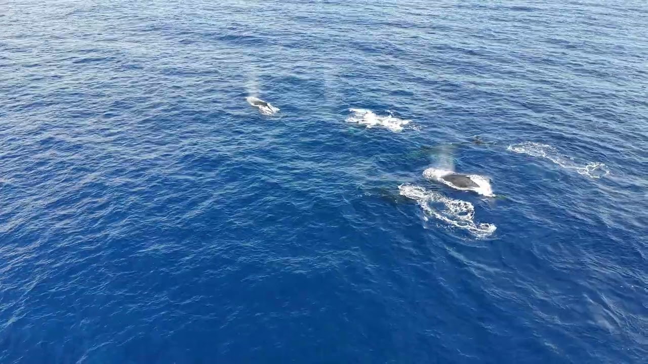 Whales in Hilo HI Feb/04/2026