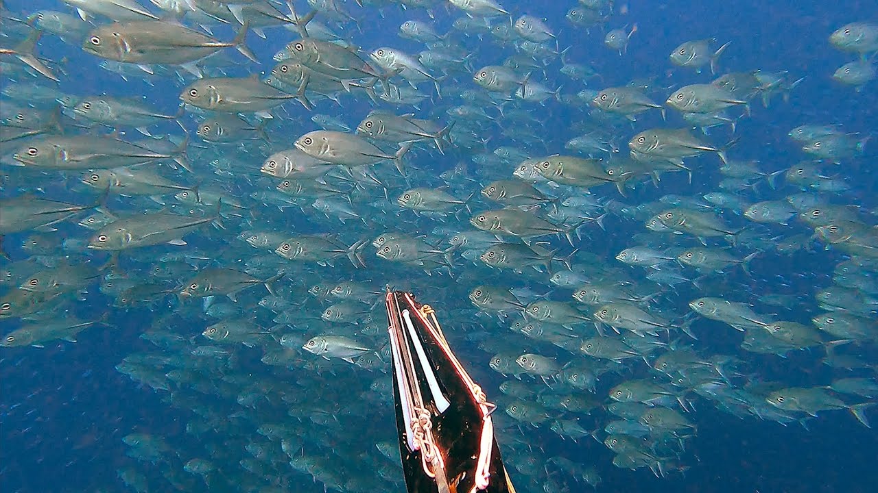 Merinding, Saya Dikepung Jutaan Ikan (Melawan Rasa Takut Demi Bertahan Hidup)