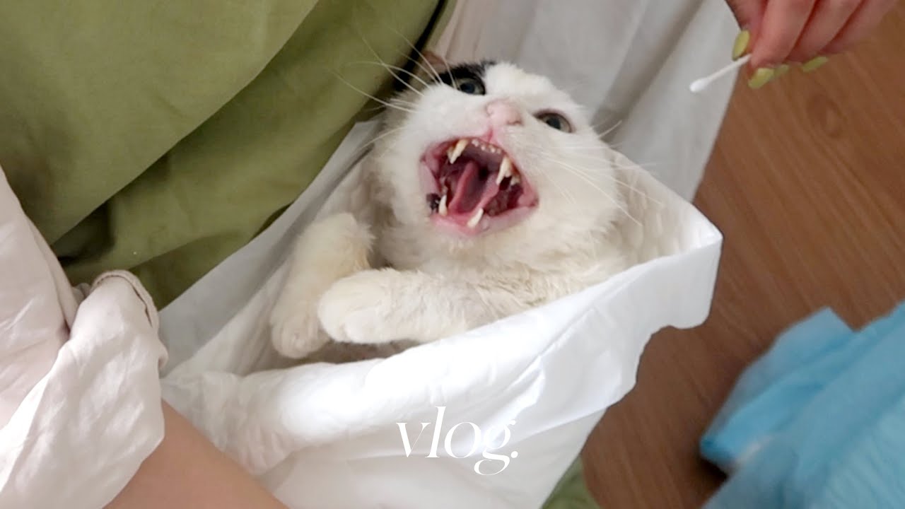 드디어 츄르 먹는 앙큼설사걸 🎀 집사 일상 브이로그 VLOG