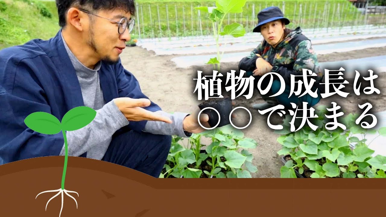 徒長苗の何がいけないか【植物の生長とTR比率】