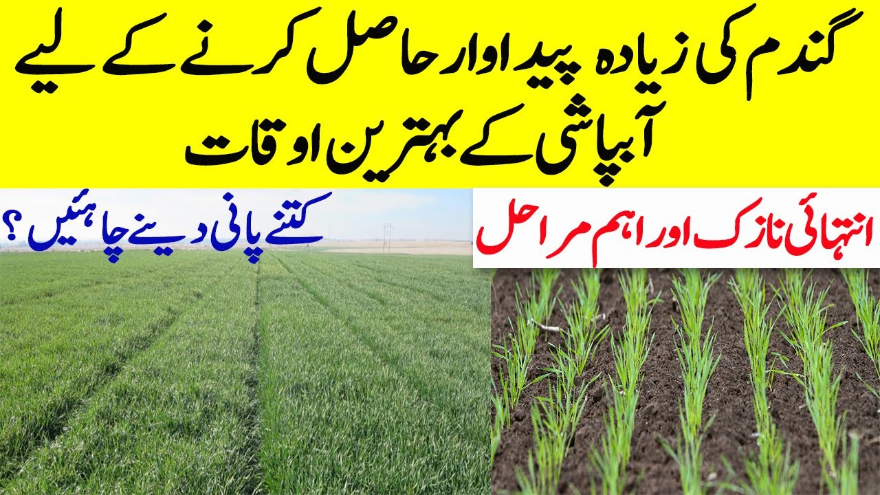 Water Management schedule for high Production of Wheat