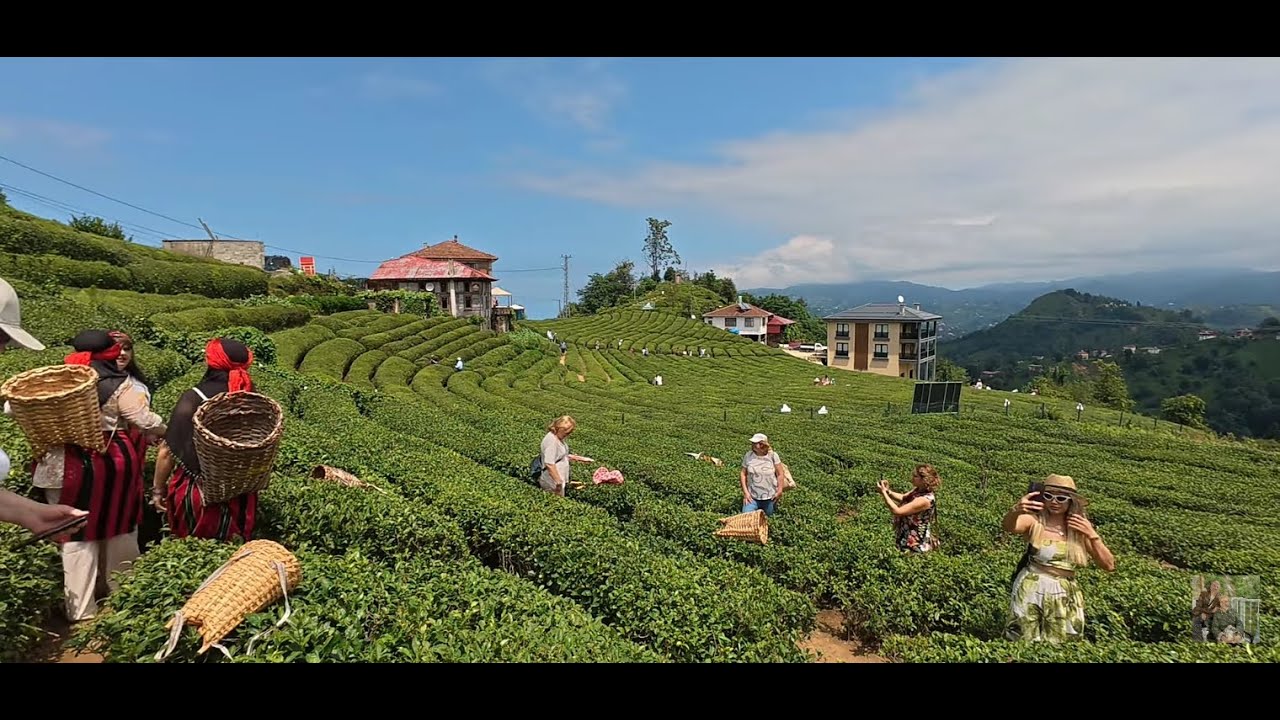 Çeçeva Çay Bahçesi - Çayeli - Rize - Karadeniz gezisi