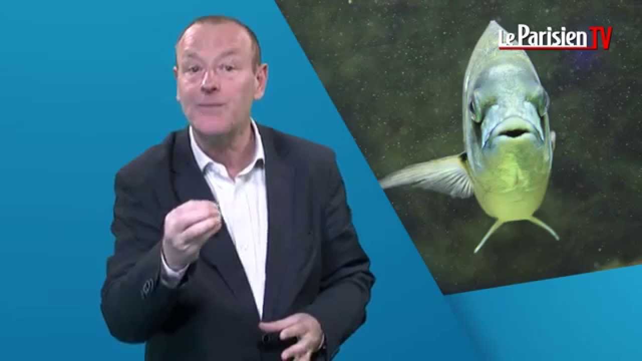 « Le jour où... » : le poisson d'avril