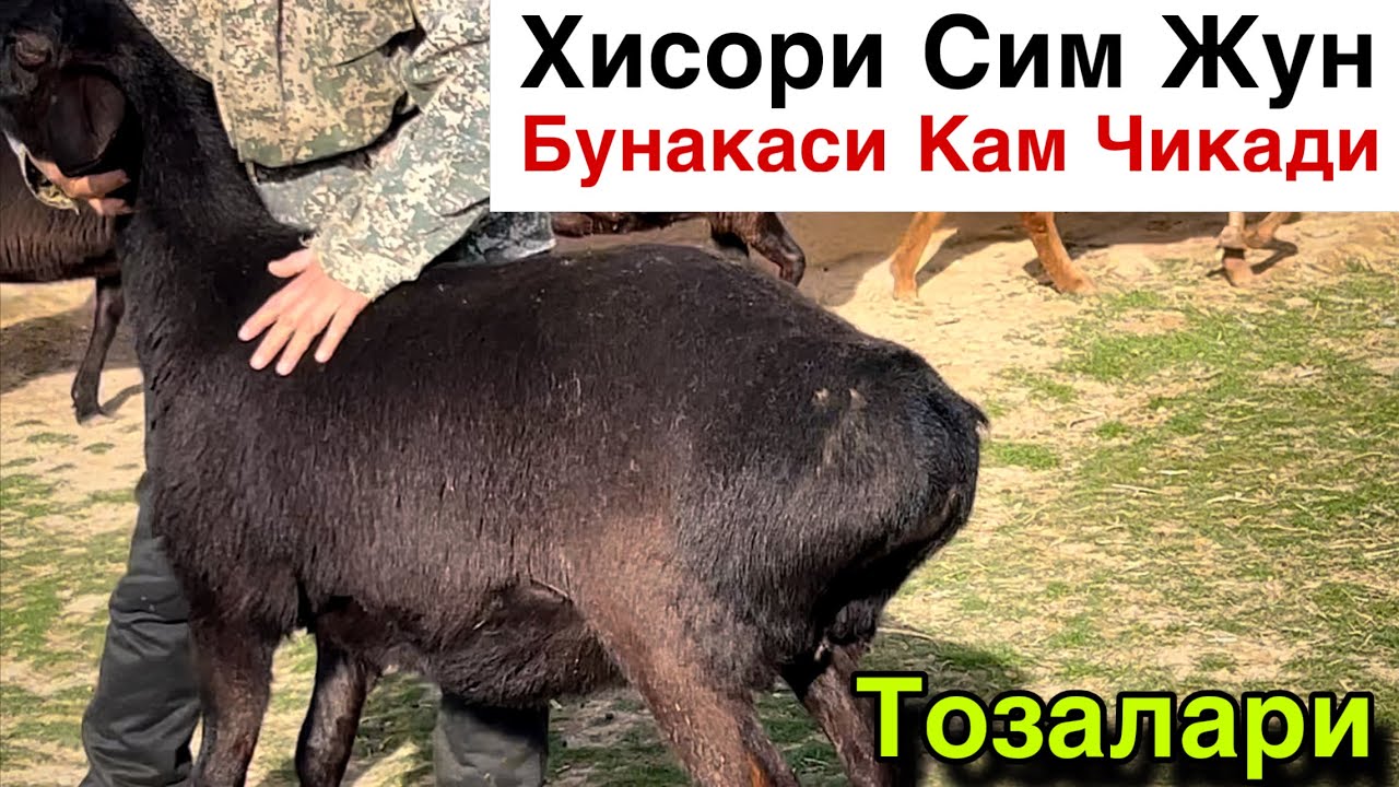 Лидерлари Келди! ☎️+998 99  152  14  83     ☎️+99899  319  14  83