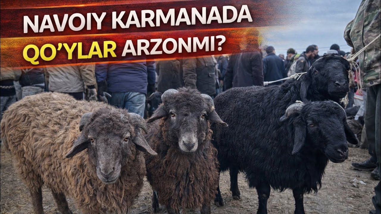 24 январ 🔥 NAVOIY KARMANA GRES MOL BOZORI QO’YLAR KUP TUSHDI NARXLARCHI? ARZONMI?