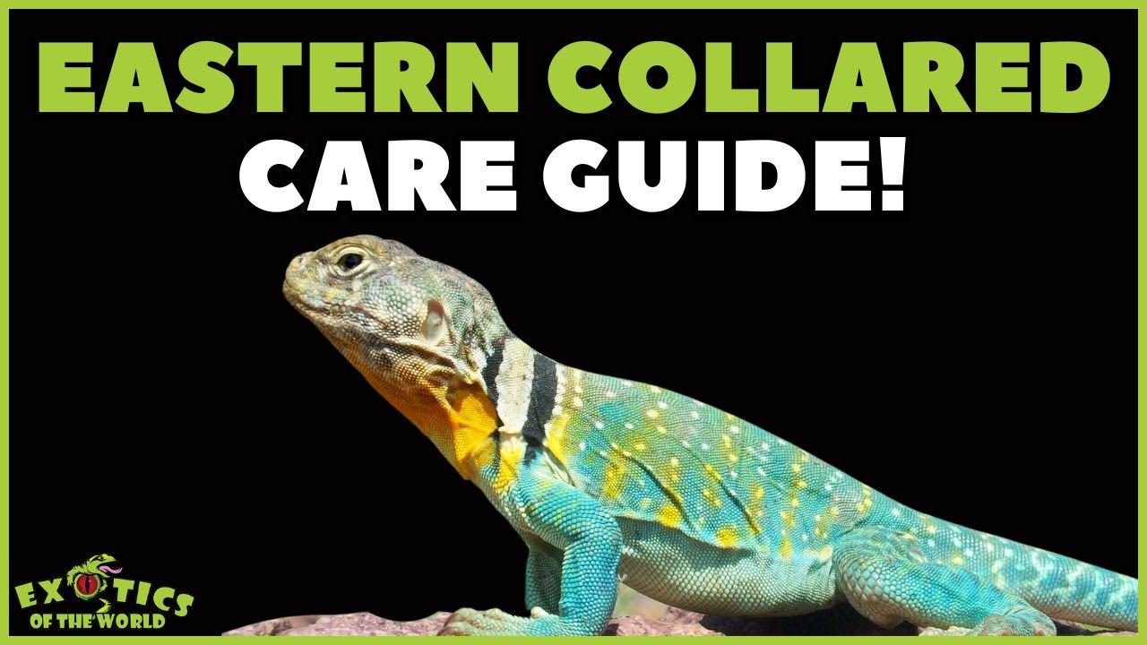 Collared Lizard Care Guide -  How To Take Care Of A Yellow Eastern Collared Lizard