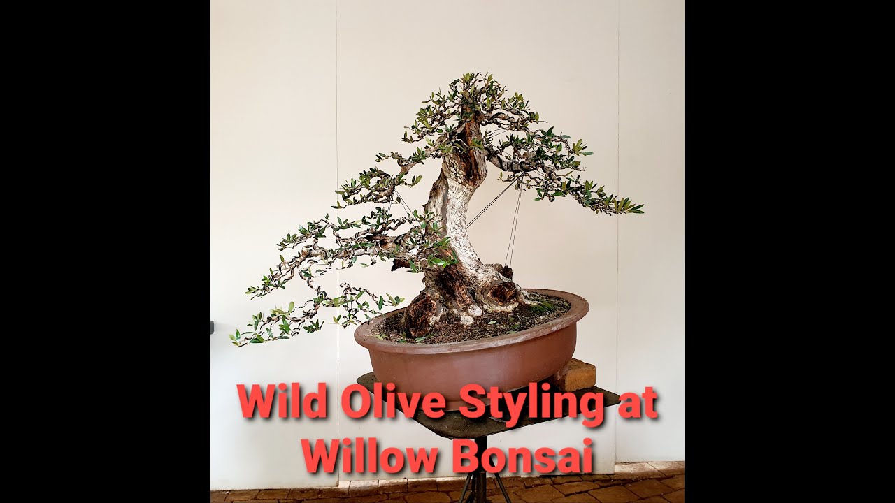 Wild Olive styling Before and After