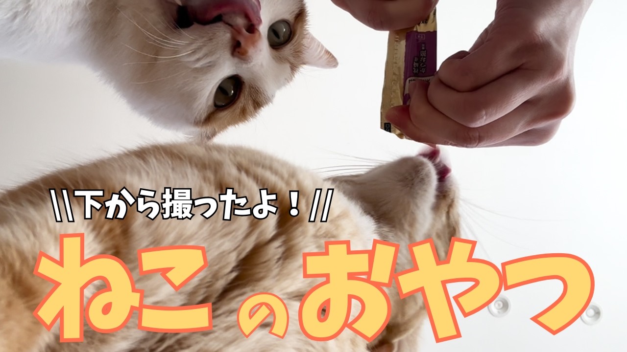 ねこのおやつ（下アングル！）｜大好きなおやつタイムを下アングルから撮りました（^^）