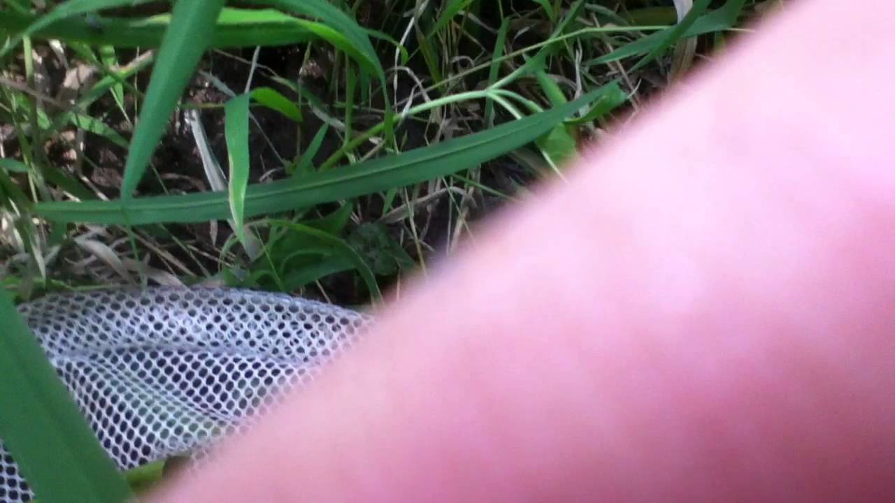 Northern green froglet