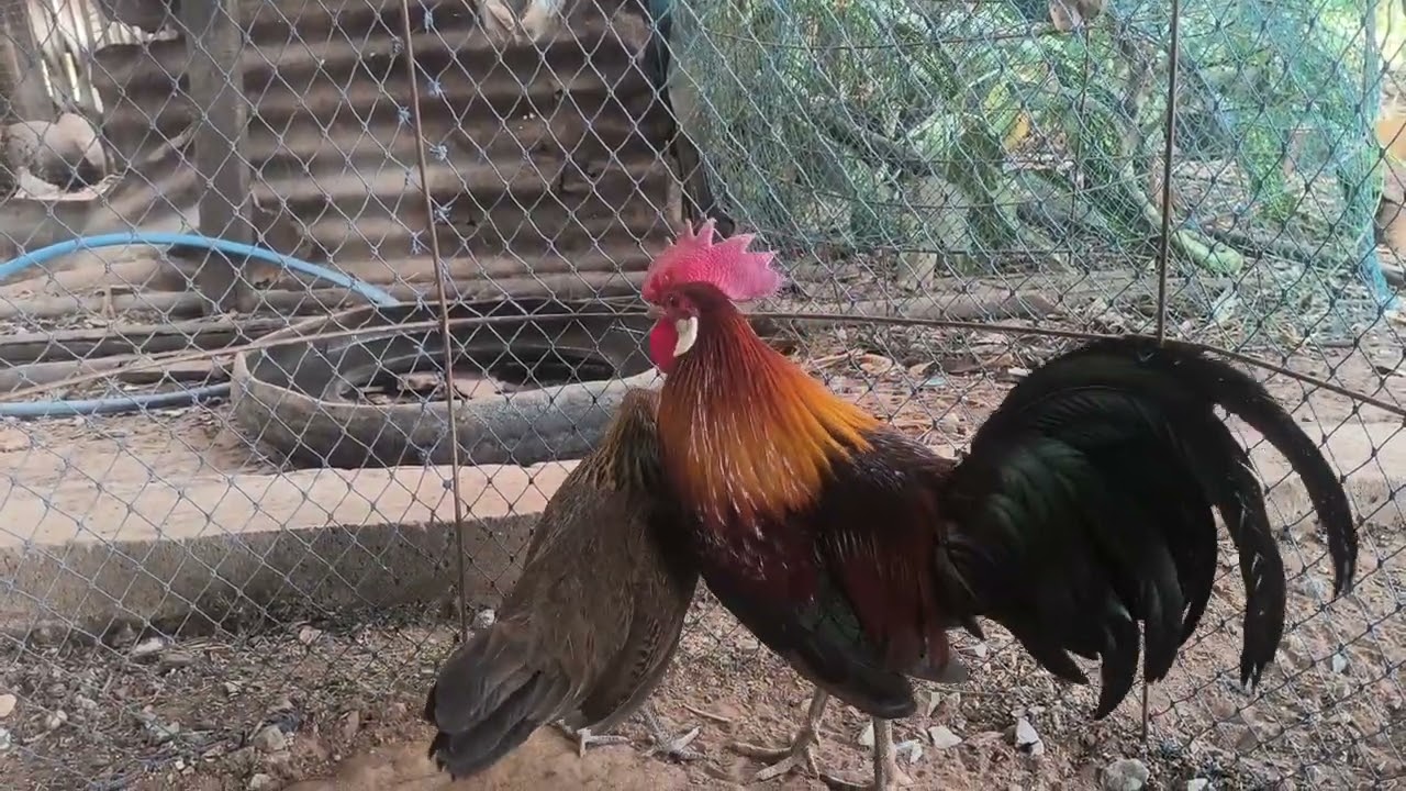 ลงแบ่งไก่ครับ