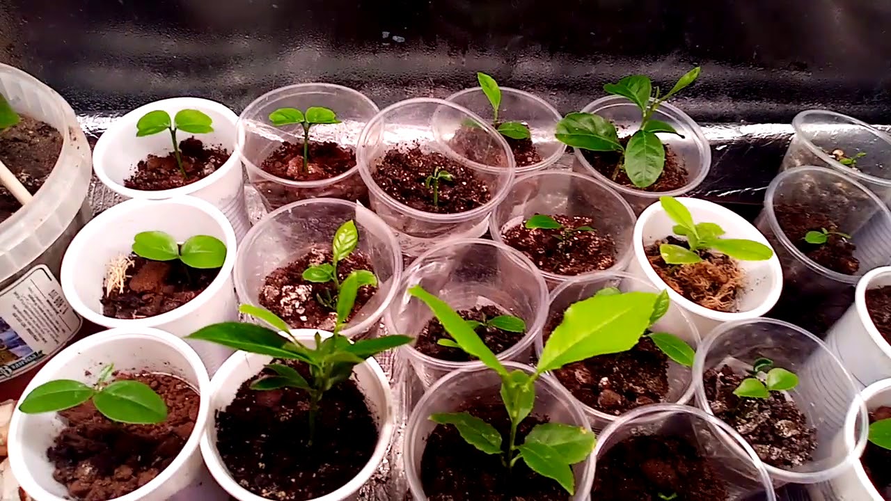 Какие цитрусы-  лимоны,кумкваты,мандарины  из косточки я посадила в этом году