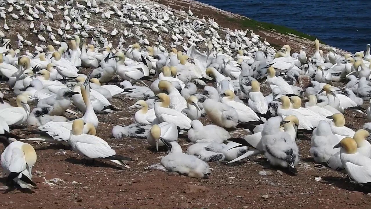 Fou de Bassan