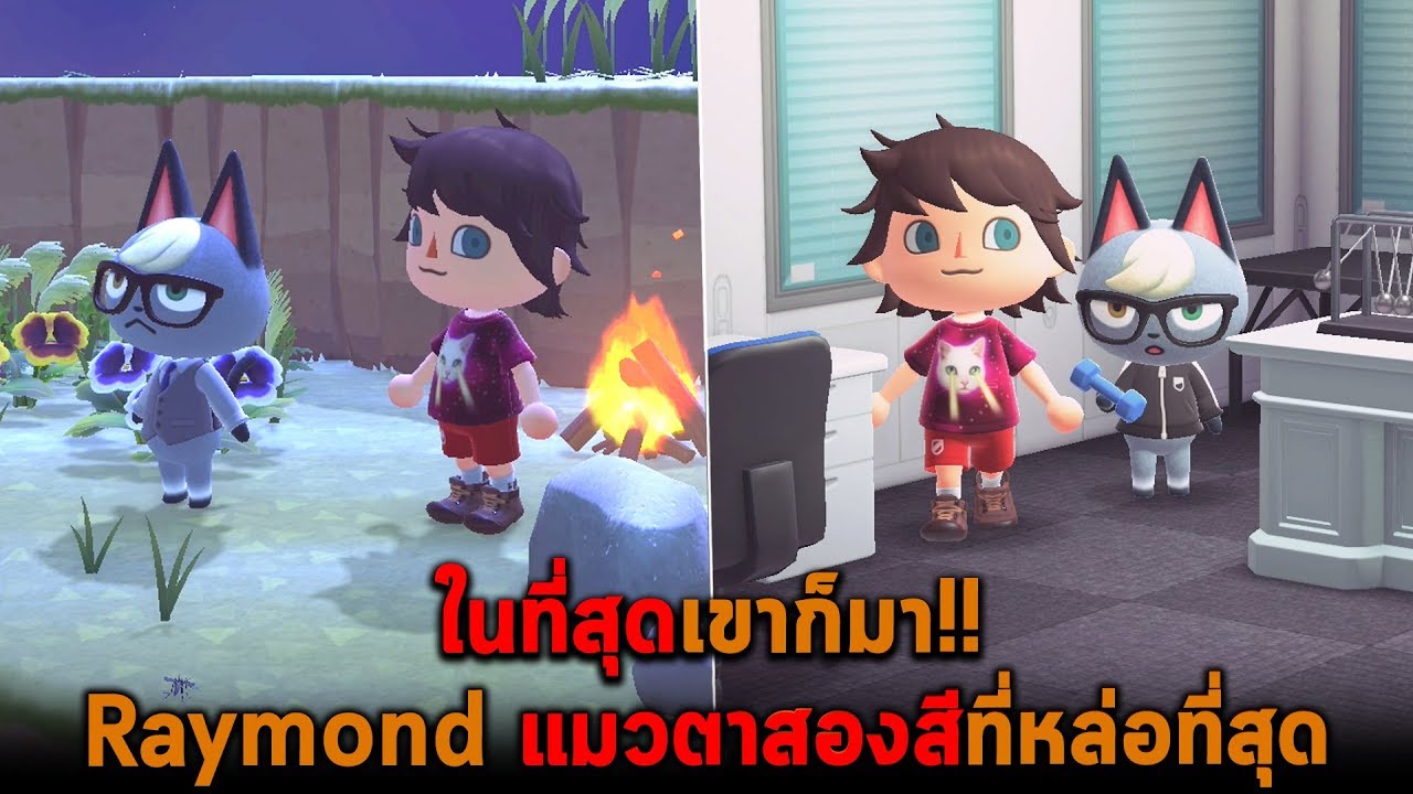 ในที่สุดเขาก็มา Raymond แมวตาสองสีที่หล่อที่สุด Animal Crossing