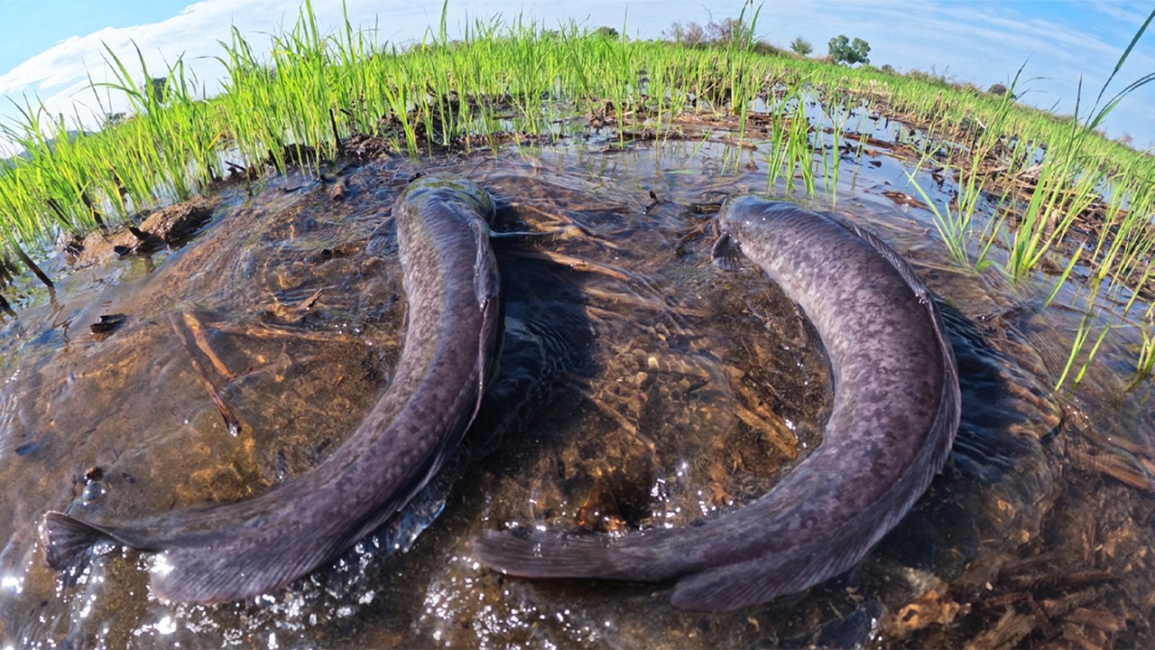 Best Hand Fishing - A lot of fish & eggs in water in field fisherman catch a lot of by skills hand