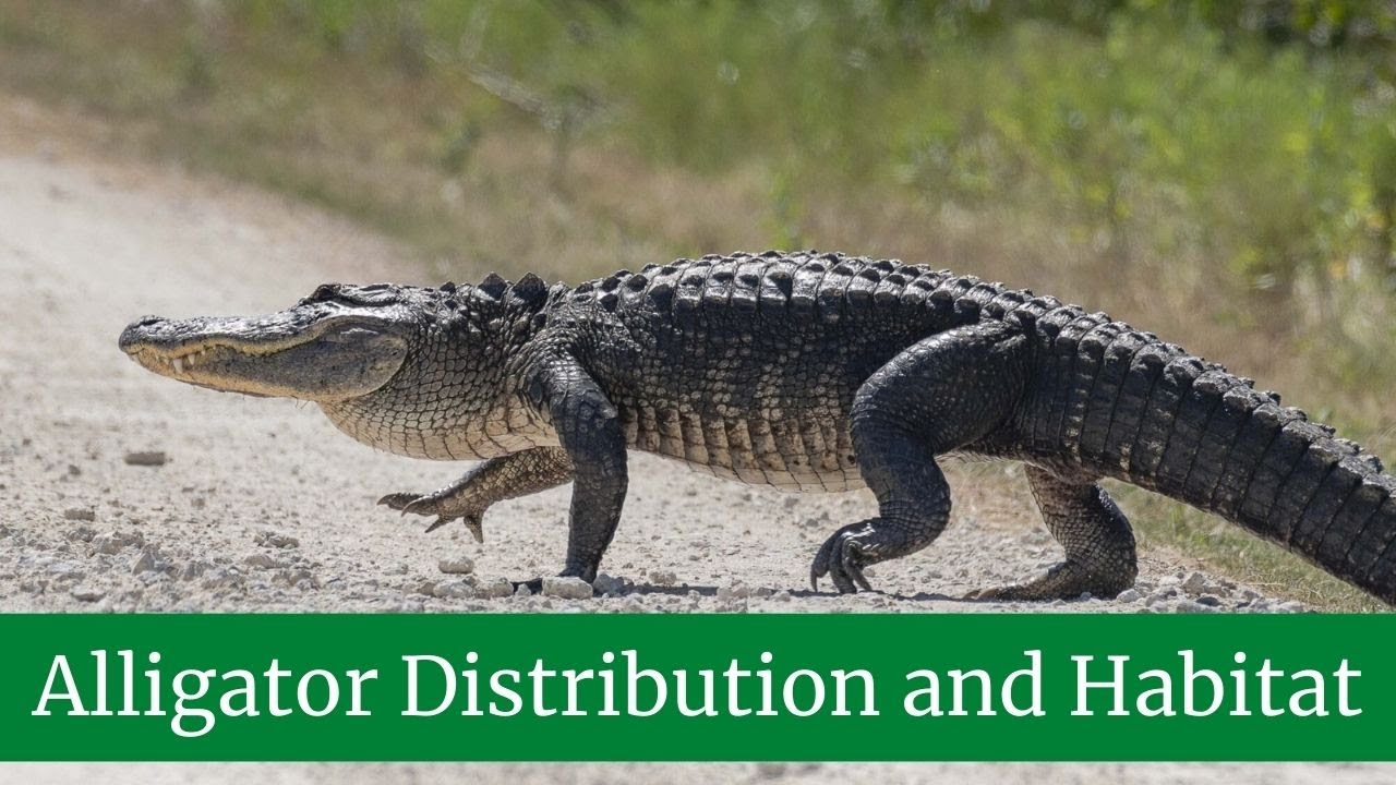 Alligator Anatomy and Appearance || Alligator Distribution and Habitat || Alligator Diet and Prey