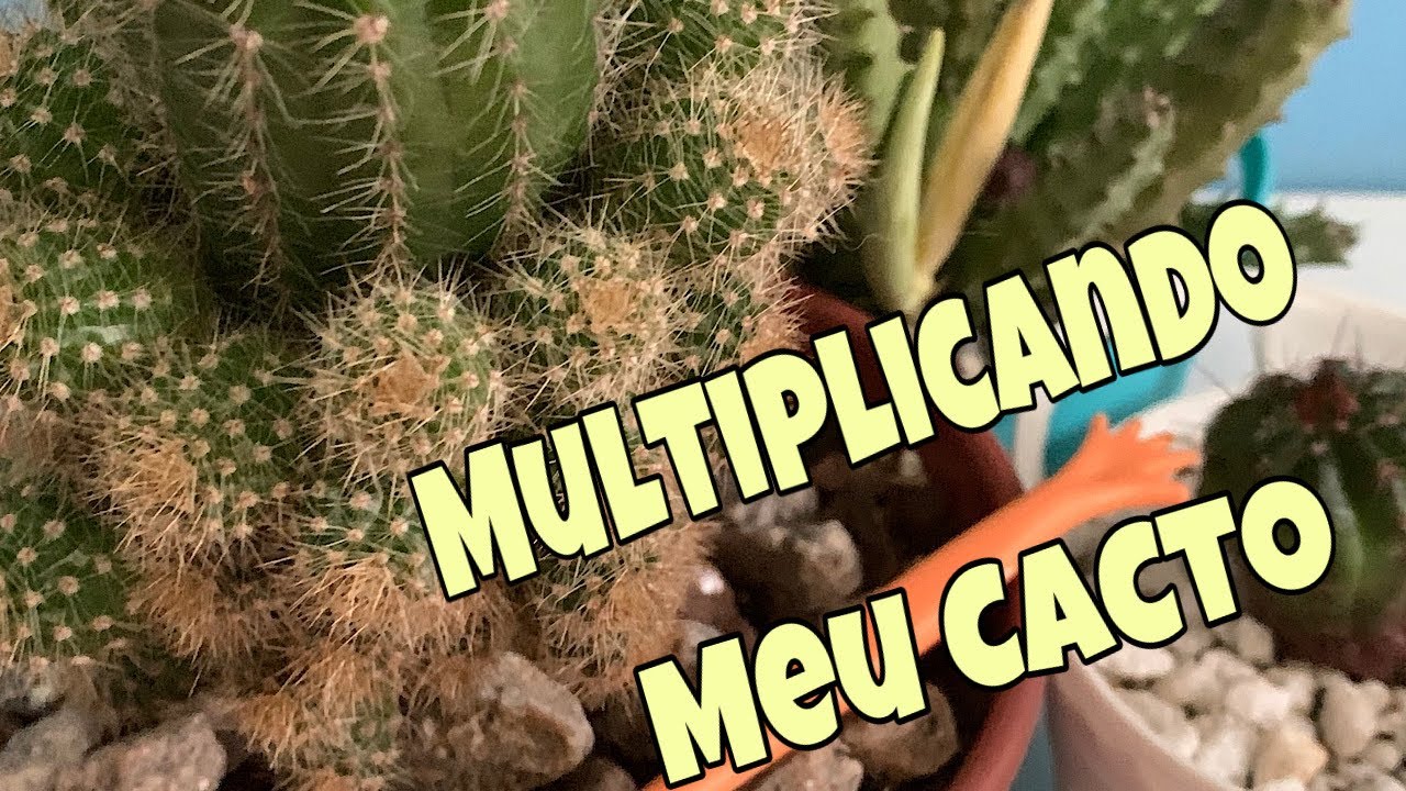 Como retirar e fazer novas mudas de Cactos