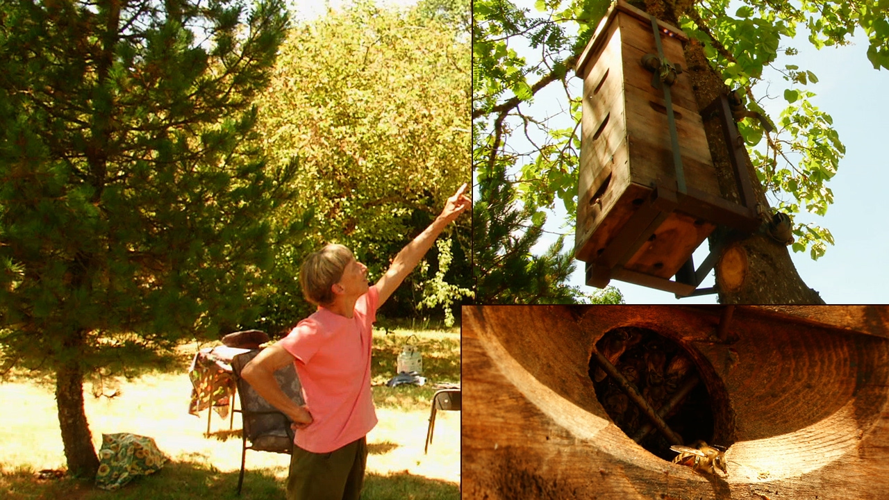 Tree Hive Bees:  Scientific Research to Save the Honeybees