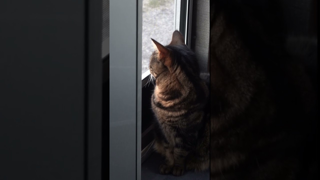 A month in the life of RV travel with cats