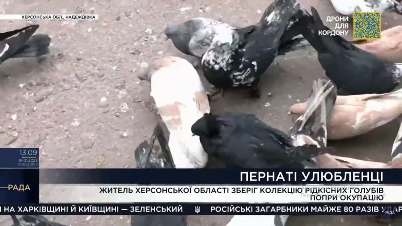 Мешканець Херсонщини 8 місяців рятував рідкісних голубів у окупації