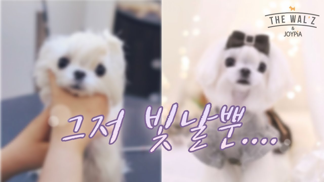 [조이피아] 말티즈 애견미용(feat.아랑) Before & after/ Magical pet grooming