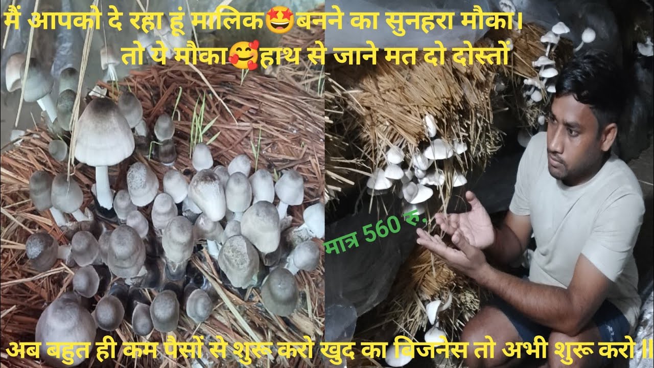 पैरा मशरूम 🍄 की खेती कैसे करें? मशरूम 🍄 की खेती कैसे करें? मशरूम 🍄 की खेती कैसे करते हैं ll 🥰🥰🥰