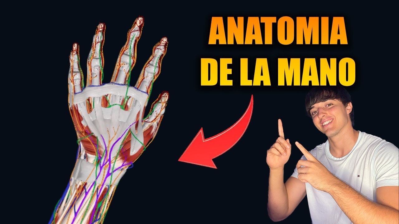 ANANTOMIA DE LA MANO - Conoce tu cuerpo ep.1