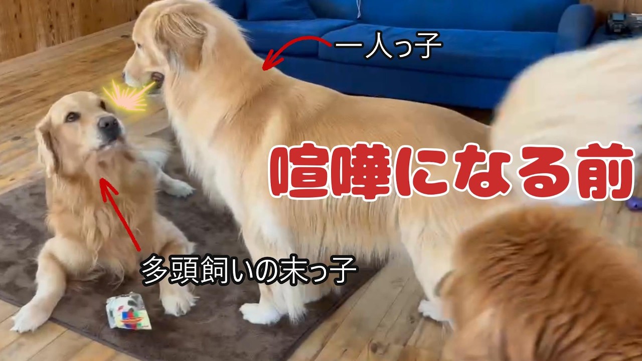 一人っ子ゴールデンレトリバーの社会勉強。お見舞いに行ったのに喧嘩ですか？