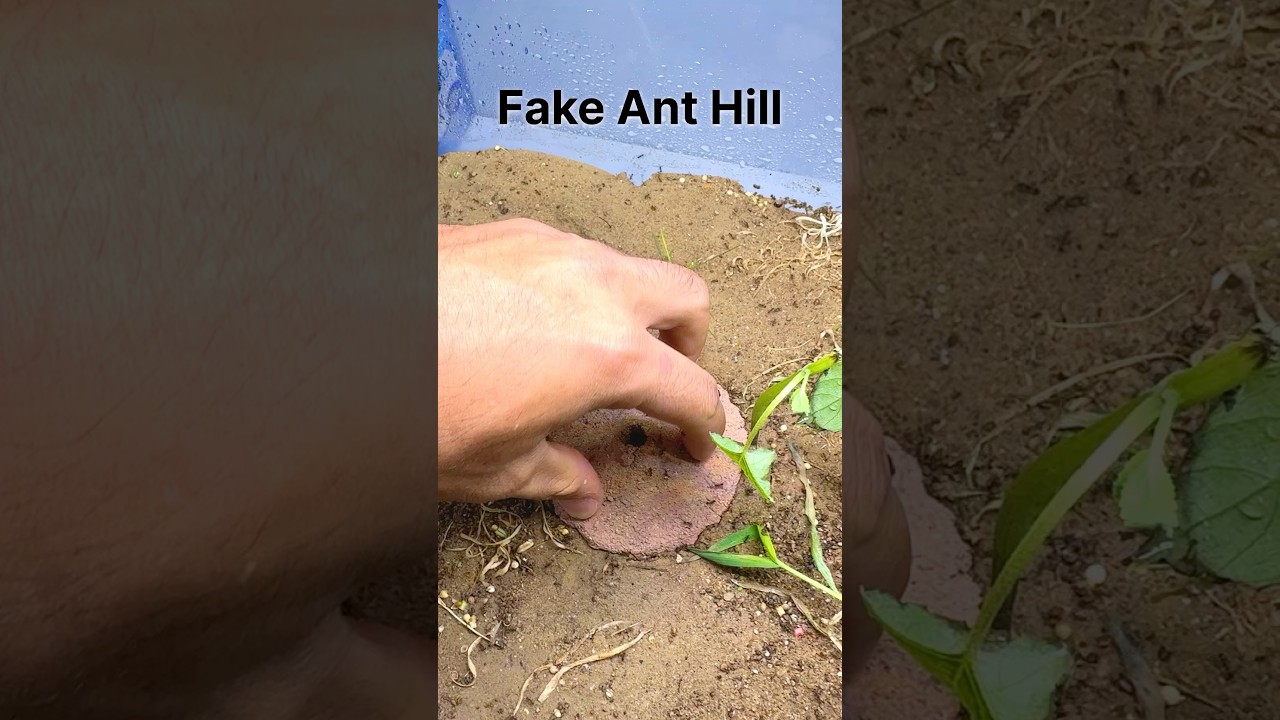 I GAVE my ANTS a FAKE ANT HILL