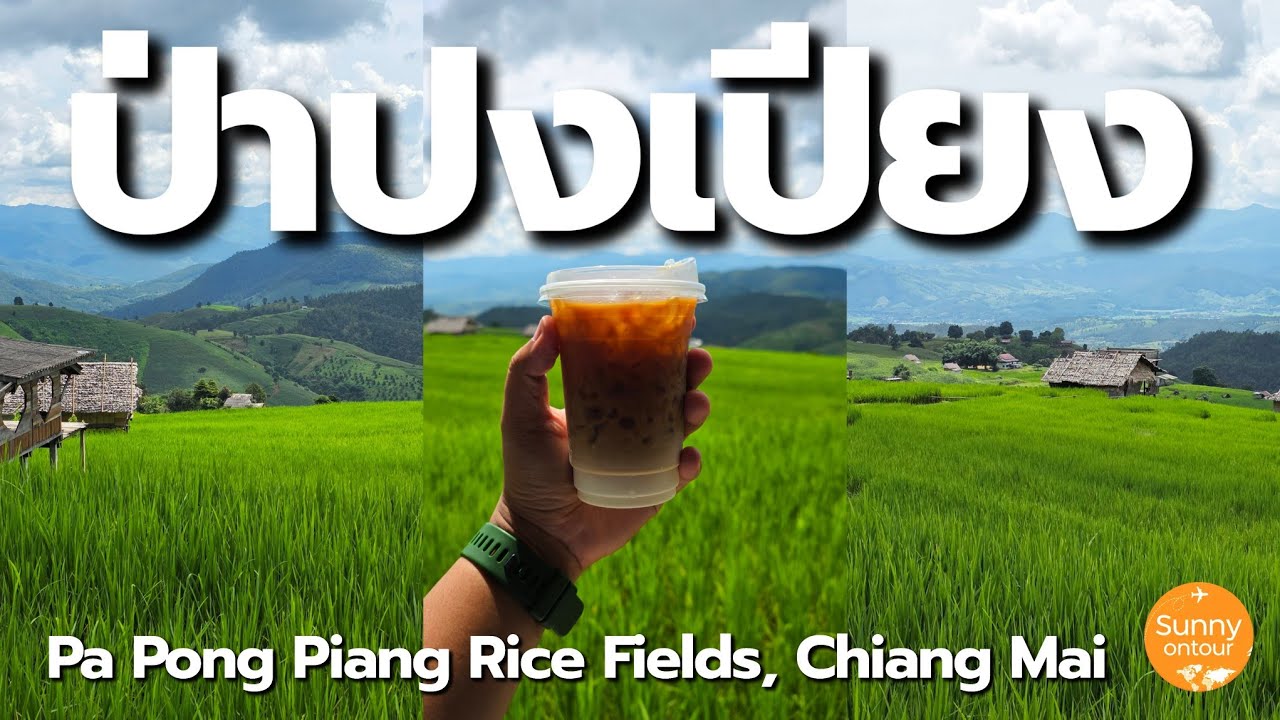 แบกเป้เชียงใหม่​ ตอนที่ 4 | ขับมอเตอร์​ไซค์​ไปกินกาแฟทุ่งนา ป่าปงเปียง เชียงใหม่​ | Sunny​ ontour​