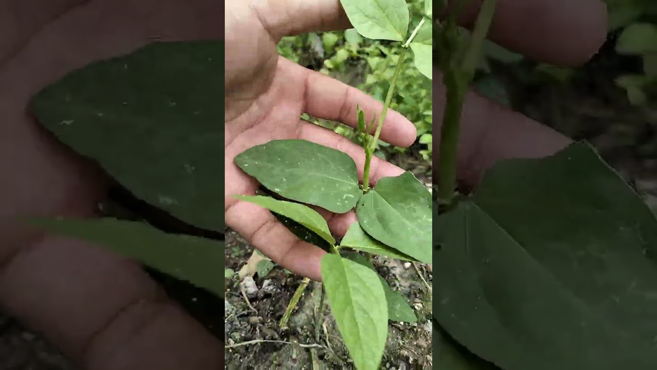 Pertumbuhan kacang panjang setelah tanaman mentimun