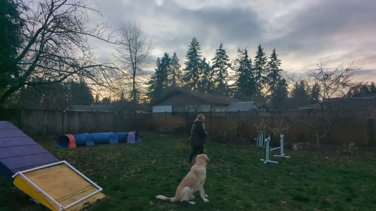 Paris' Redbone Coonhound Agility Practice -- Tunnel Threadle 11.28.25