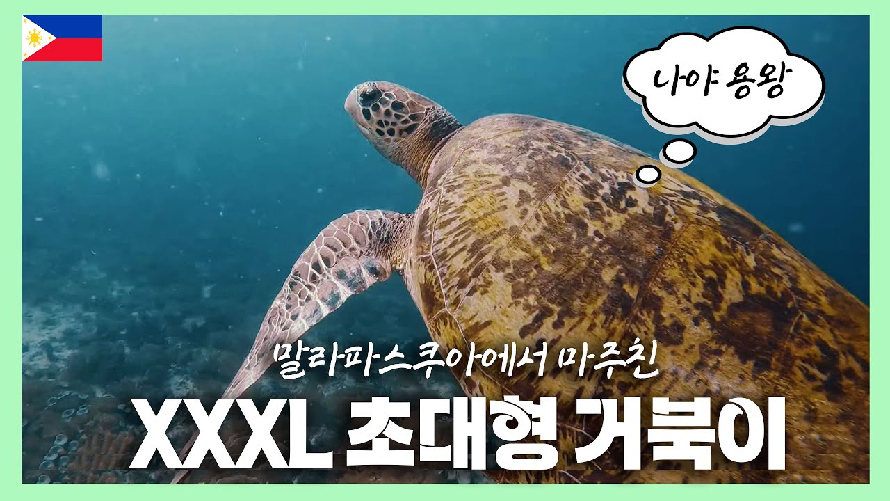 말라파스쿠아 거북이는 사이즈부터 다르네요... 역대급 초대형 거북이 발견한 썰