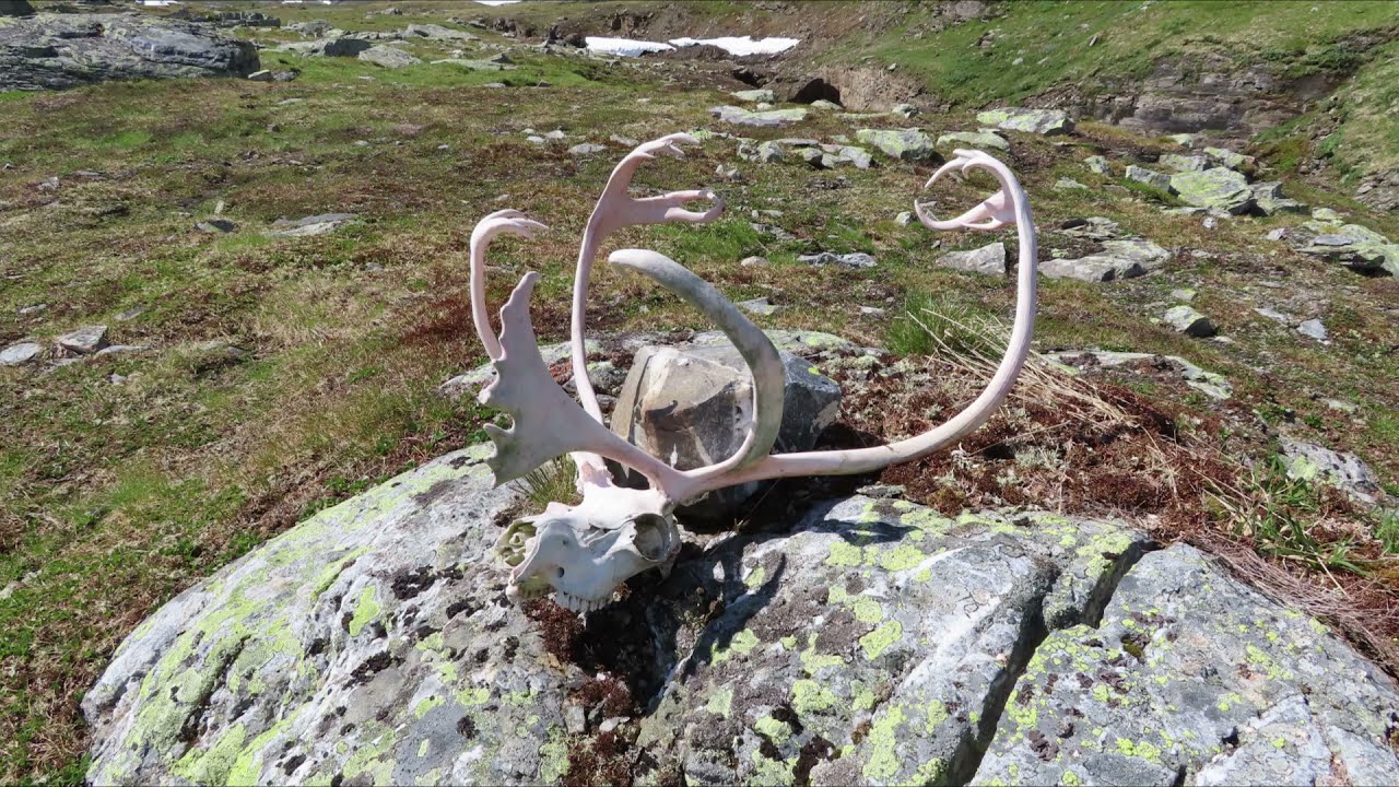 Hardangervidda Tur til Dimmedalen via Tinnh&oslash;len Sandhaug og Besso | Over Tregrensa |