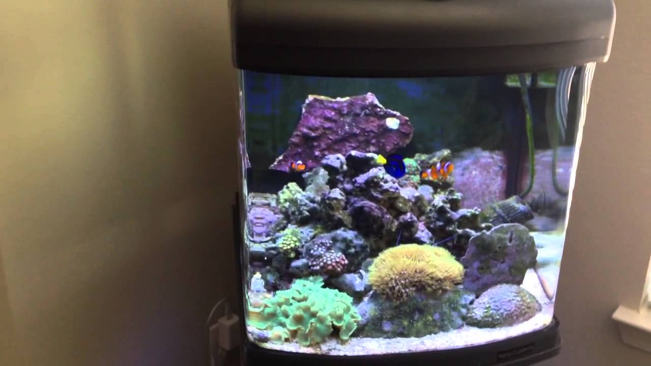 Nanocube 28 gallon