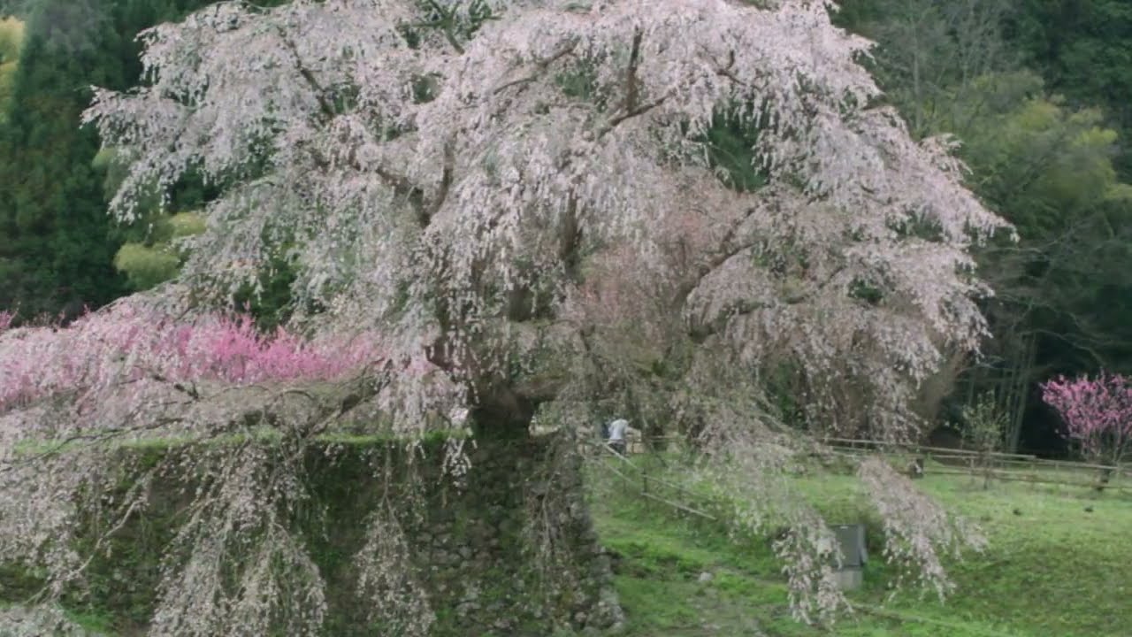 Memory思い出　吉野山 又兵衛桜