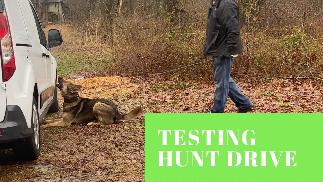 How to Test Hunt Drive | Grassroots k9