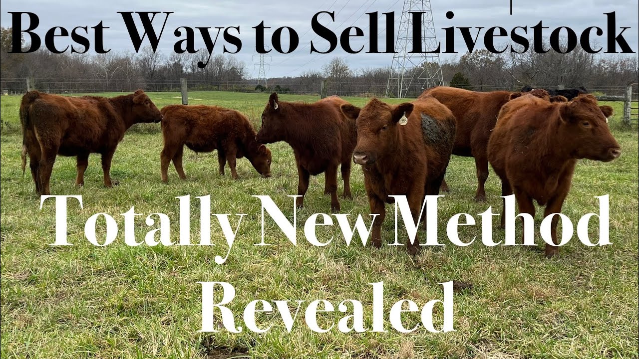 Selling Livestock Just Got Easier