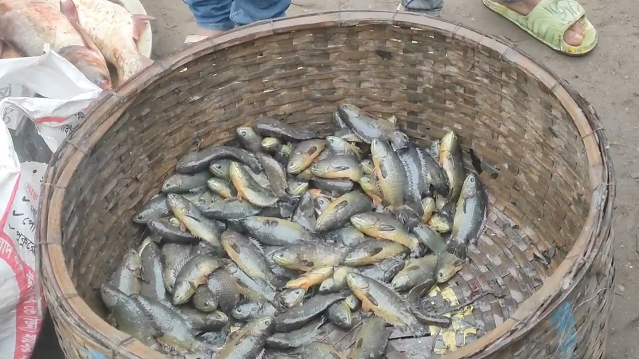 বাসাইল মাছের আড়ৎ দেশি মাছের আড়ৎ  #viralvideo #vlog #fish ass