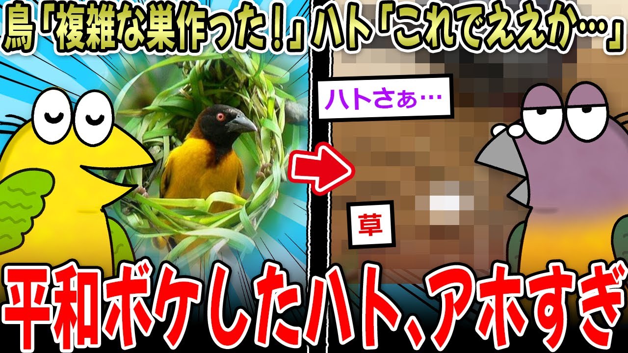 【2ch動物スレ】ハト「巣作り…？こんなもんでええやろ」←ハト、どうみても俺ら…【2ch面白いスレ】
