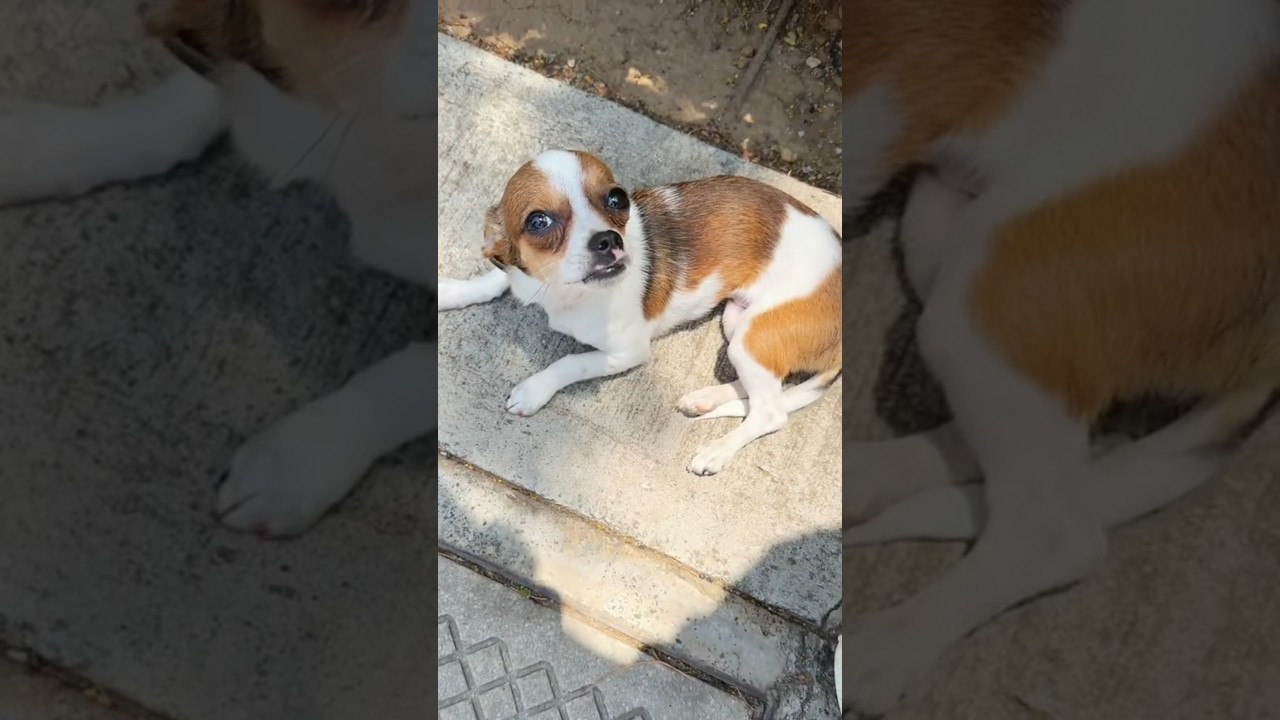 Ayudemos y rescatemos perritos y gatitos de la calle! que coraje con los que los abandonan.