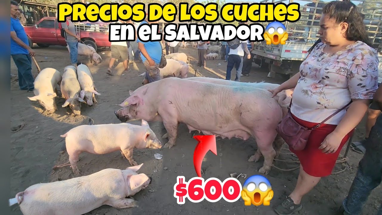 🚨CUANTO CUESTAN LOS CHANCHOS O CERDOS EN EL TIANGUE EL SALVADOR😱🇸🇻