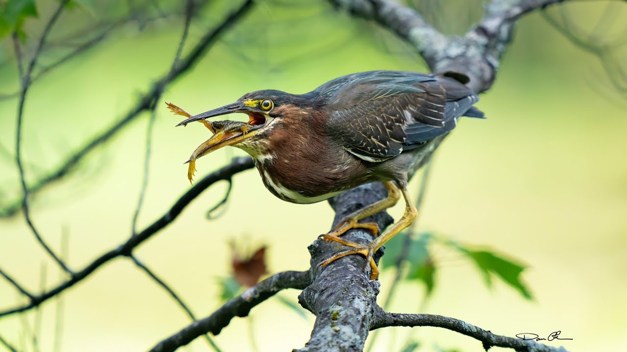 Urban Green Heron  - what they like to eat