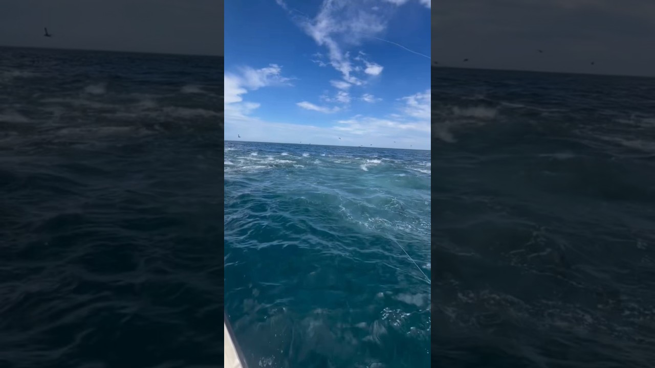 Epic bust up!! #fish #fishing #epic #tuna #wow