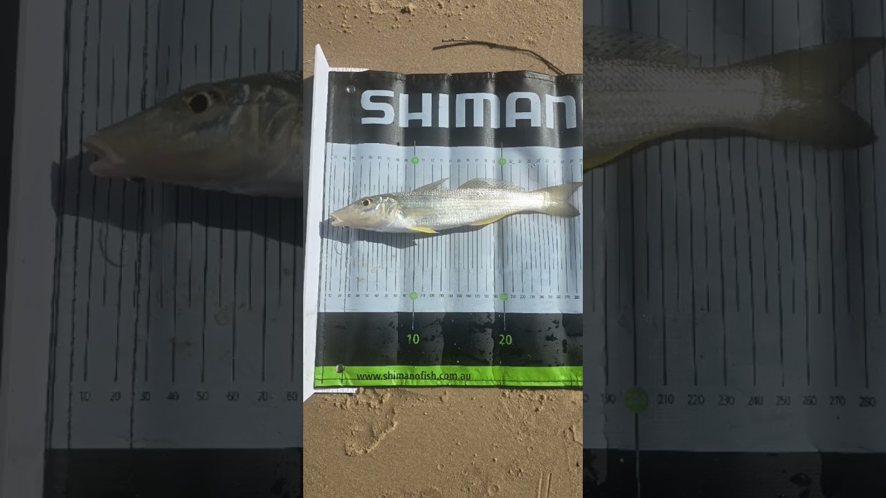 nice little 29cm whiting #fishing #shimano #vanford
