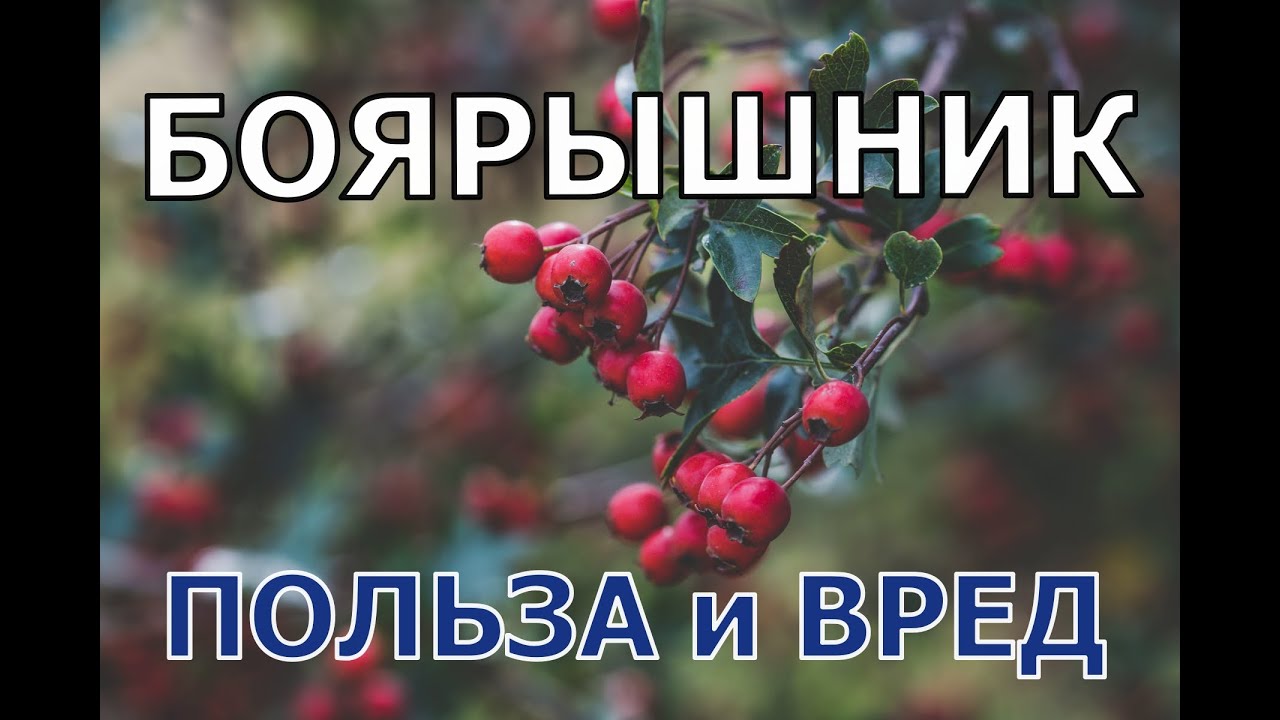 Боярышник польза вред. В чем его уникальность?