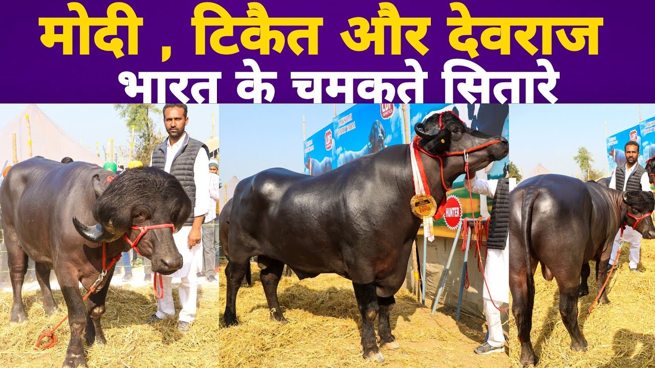मोदी , टिकैत और देवराज है भारत के टॉप बुल | Top Bulls of India | Laxmi Dairy Farm