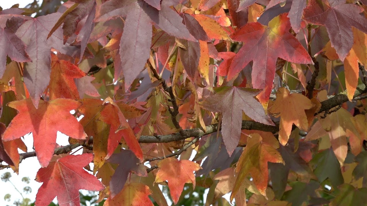 De Amberboom of liquidambar.