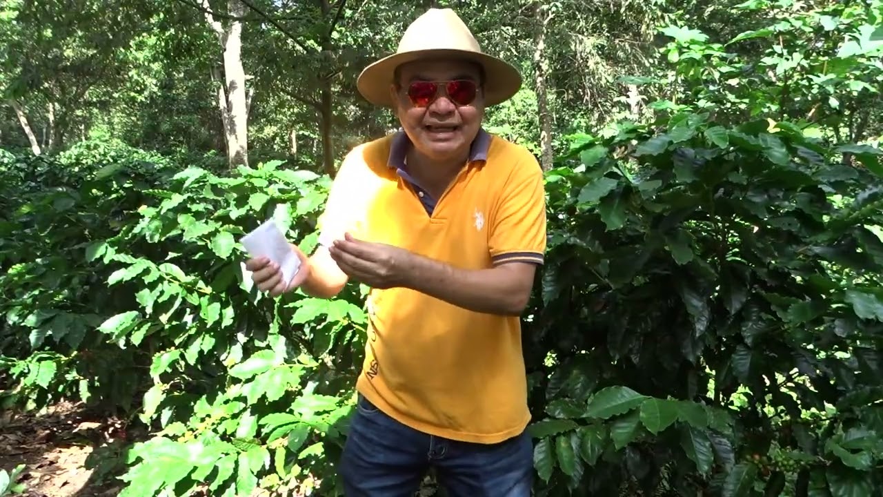 Los problemas que no saben los nuevos productores de café los mandadores no saben.